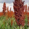 sorgo-brs-380-granifero-a-granel-1-kilo-sementes-D_NQ_NP_837087-MLB28736358021_112018-O