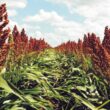 sorgo-granifero-02