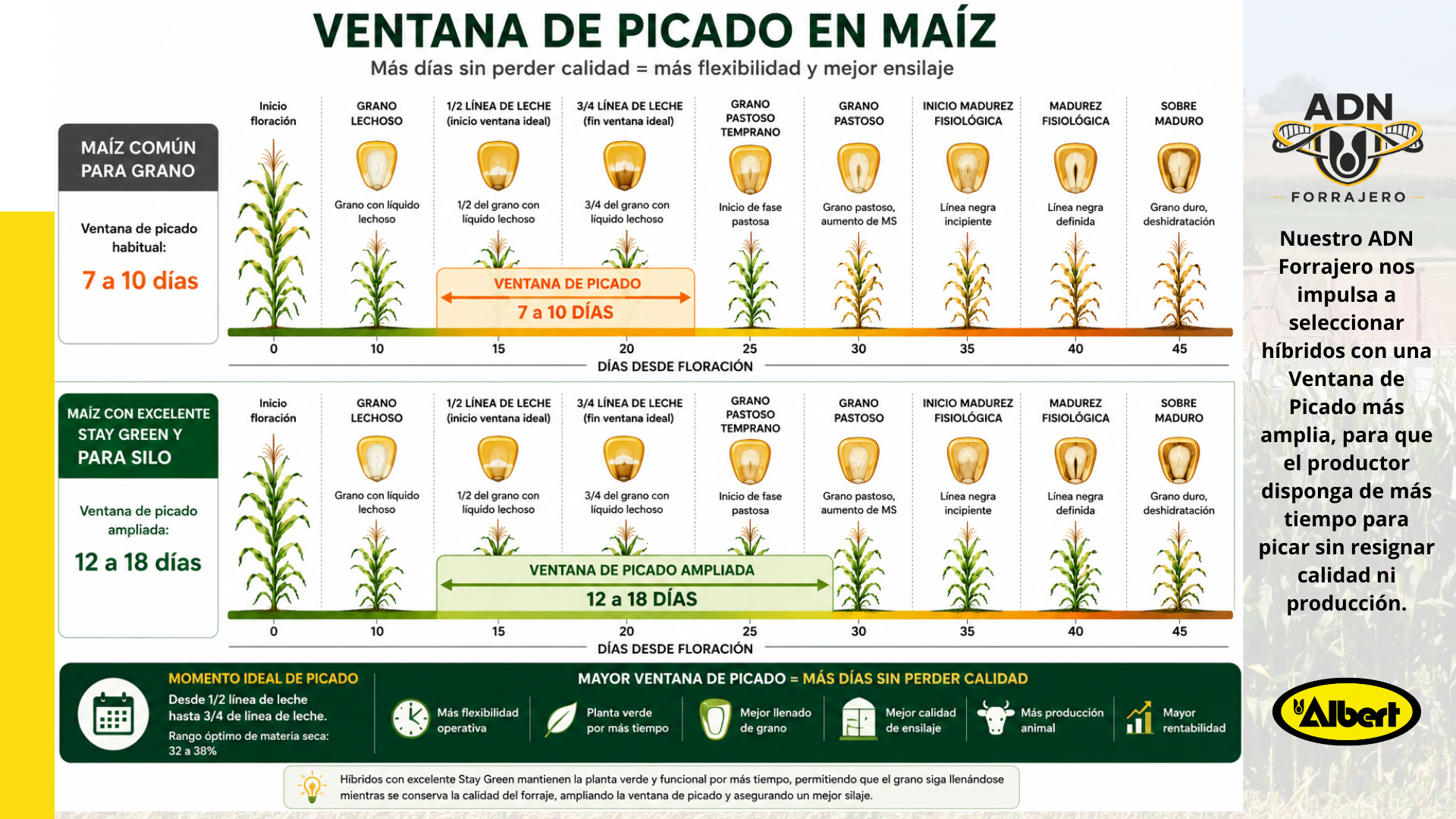 Infografía Ventana de Picado en Maíz — Comparación entre maíz común para grano (ventana de picado 7 a 10 días) y maíz con excelente Stay Green para silo (ventana de picado ampliada 12 a 18 días) — Albert Semillas ADN Forrajero