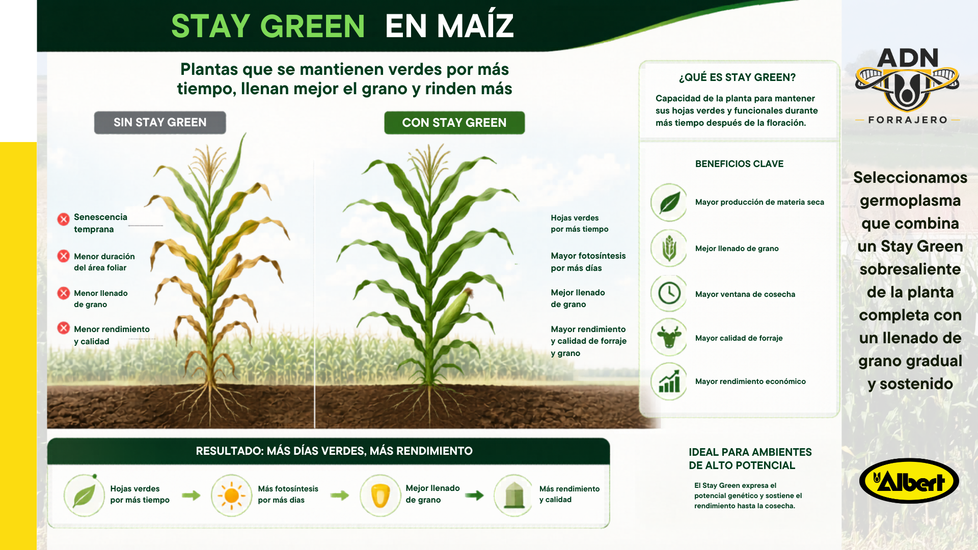 Infografía Stay Green en Maíz — Comparación entre planta sin Stay Green (senescencia temprana, menor rendimiento) y planta con Stay Green (hojas verdes por más tiempo, mayor fotosíntesis, mejor llenado de grano y mayor calidad de forraje) — Albert Semillas ADN Forrajero
